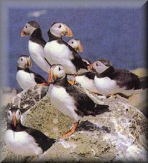 Puffins