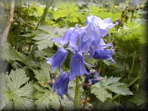 Scottish BlueBell