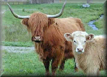 Highland Cattle