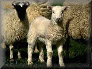 Scottish Lambs