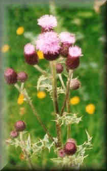 Scottish Thistle